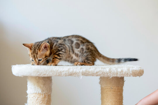 Fototapeta Cute young kitten