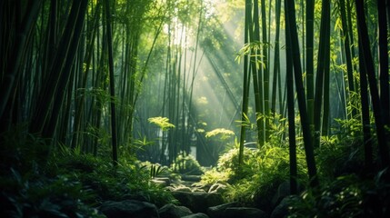 Lush bamboo forest, where sunlight filters through the dense canopy - obrazy, fototapety, plakaty