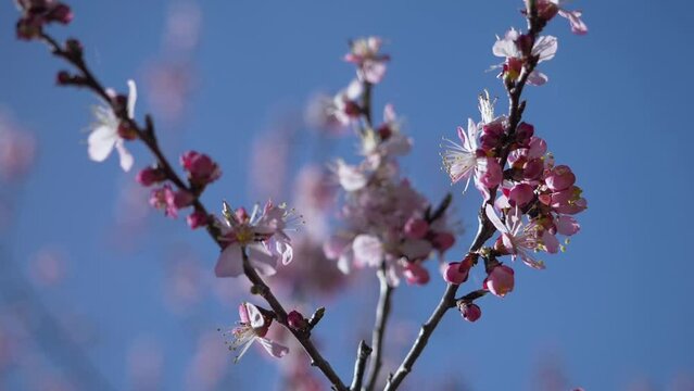 Close-up of a branch of a blooming wild apricot against a blue sky. White and pink flowers of a fruit tree. Spring mood