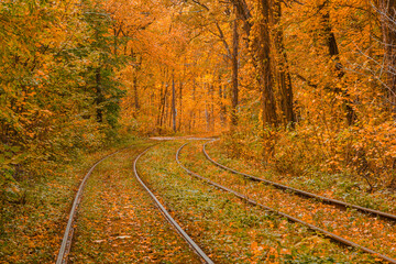 Autumn forest through which the tram travels, Kyiv and rails