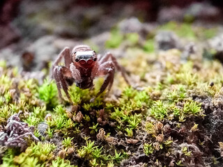 Phidippus regius a jumping spider