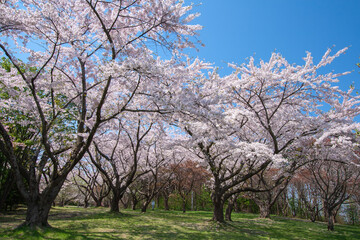 桜満開の森町