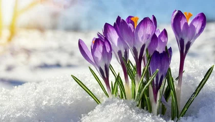 Keuken spatwand met foto spring snowdrops flowers violet crocuses crocus heuffelianus in snow with space for text © Michelle