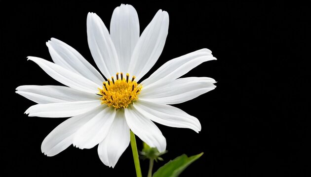 white flower on transparent background png file