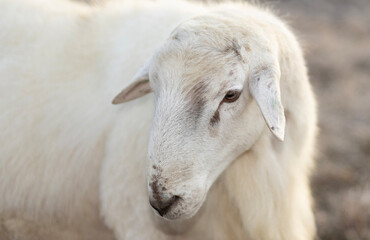 Portrait of a large white sheep