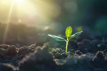 Nurturing embrace of earth young sapling symbolizes miraculous journey of growth and life in heart of nature small but resilient plant set against backdrop of fertile soil is vibrant and gardening