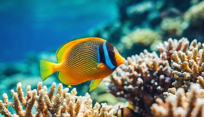Naklejka na ściany i meble animals of the underwater sea world ecosystem colorful tropical fish life in the coral reef
