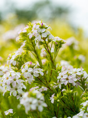 macro close up of Geraldton wax flowers (Chamelaucium uncinatum) with blurred background