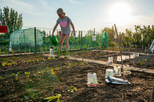 Young girl helping her grandad water his garden allotment so the plants grow