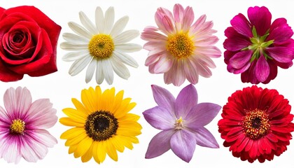 single flowers collection set isolated on transparent white background