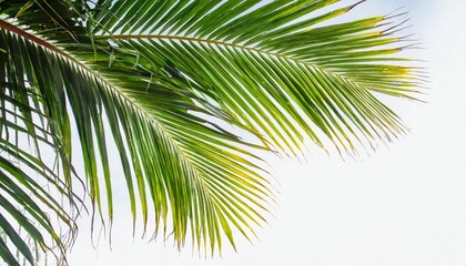 Fototapeta na wymiar tropical coconut leaf isolated on white background summer background