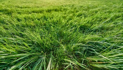 fully seamless authentic real mown grass green background 40 mpix tileable both vertically and horizontally - obrazy, fototapety, plakaty