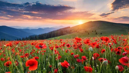 Schilderijen op glas field of blooming corn poppy at sunset wonderful summer landscape of carpathian mountains in evening light beautiful nature background with red flowers © Michelle