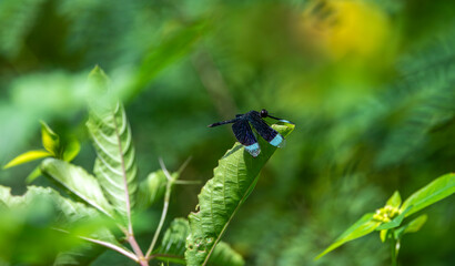 Beautiful blue dragonfly on the plant.