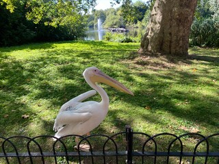 a Pelican on lawn in St. James's Park, London.