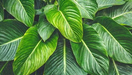 the fresh tropical green leaves background