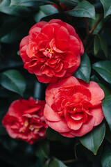 Beautiful pink Camellia flowers in a garden. .