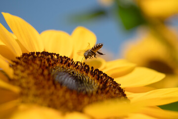 Honey Bee with Sunflower in Nature.