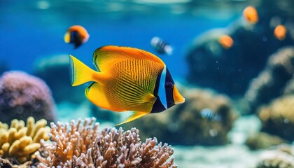 Fototapeta na wymiar animals of the underwater sea world ecosystem colorful tropical fish life in the coral reef
