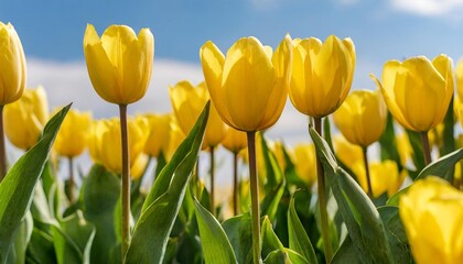 a collection of yellow tulips flower isolated on a flat background