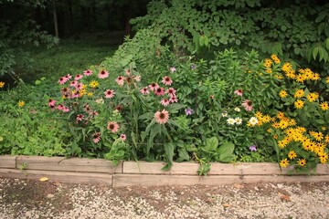 Bright pink coneflowers growing in the summe garden.