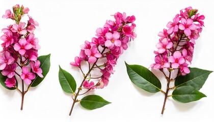 collection of beautiful pink wax flower twigs in different positions isolated floral design element top view flat lay