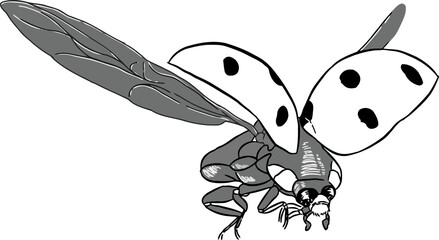Bug insect sketch 18