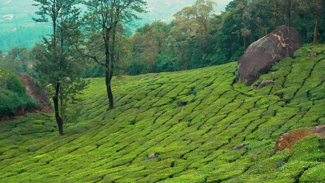 Beautiful green landscape Aerial View Of Munnar Tea Plantations, Kerala, South India.