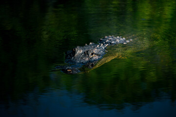 alligator in the everglades