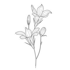 sketch of blue bell flower, floral element for design in linear style
