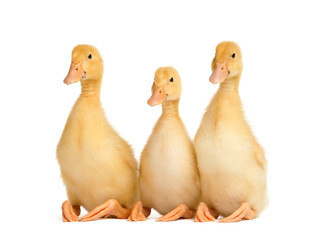 Three cute curious ducklings are sitting on a white background with their paws folded funny.
