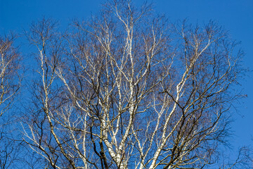Fototapeta na wymiar Birch without foliage against a clear blue sky in March