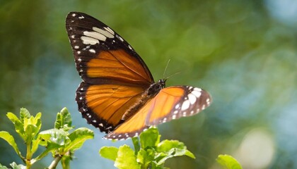 Fototapeta na wymiar butterfly in flight