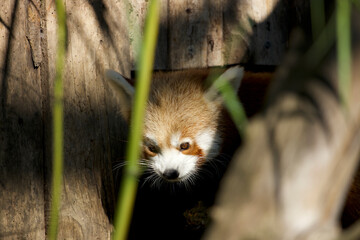 red panda behind bamboo