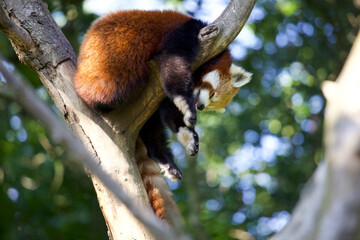 Napping. Red panda on tree branch. 