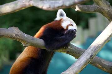 Red panda. (Ailurus fulgens) licking paw.
