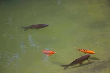 Koi carps on shallow water.