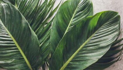 tropical exotic palm leaves background aesthetic minimal floral composition