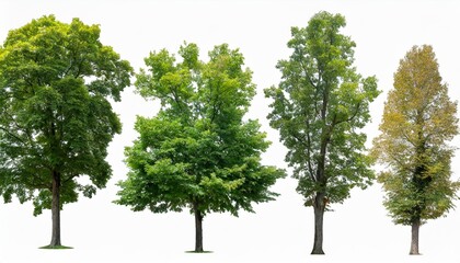 set of 5 big medium and small trees sycamore platanus trees isolated png on a transparent...