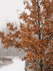 Tree with yellow autumn leaves in winter during snowfall