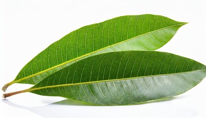 double whole mango leaf isolated on white background