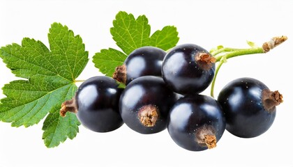 bunch of black currant berries cut out