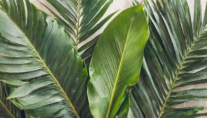 tropical exotic palm leaves background aesthetic minimal floral composition