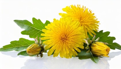 dandelion flowers buds and leaves isolated transparent png