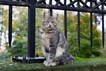 A stray cat in Istanbul Turkey - 736039226