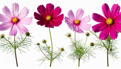 botanical collection four pink cosmos bipinnatus flowers isolated on a white background elements for creating designs cards patterns floral arrangements frames wedding cards and invitations