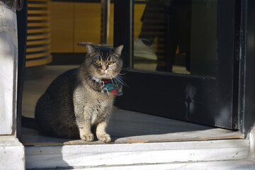 A cat in Istanbul, Turkey - 736039681