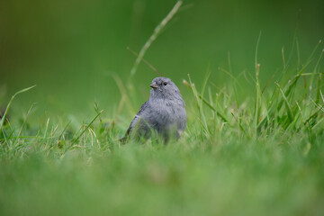 Obraz premium Plumbeous Sierra Finch, Quebrada del Condorito National Park,Cordoba province, Argentina