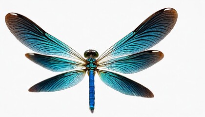 blue banded demoiselle isolated on white background closeup calopteryx splendens damselfly flying cut out