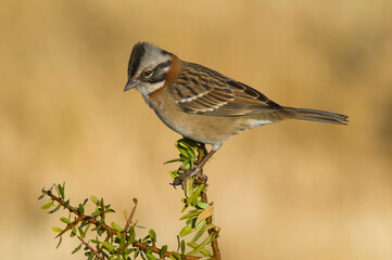 Fototapeta premium Rufous collared Sparrow, Zonotrichia capensis, Calden fores, La Pampa , Argentina